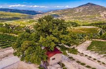 Wine Tours & Tasting in Family Wineries in Arcadia or Nemea