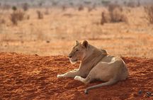 2 Day Tsavo East Safari Private Tour with Game Drives 