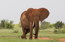 2 Day Tsavo East Safari Private Tour with Game Drives 