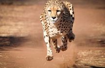 6 Days, Budget Group Safari to Masai Mara, Lake Nakuru & Amboseli