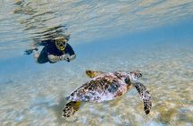 Snorkel with Turtles & see the Flamingos 