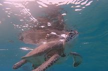 Snorkel with Turtles & see the Flamingos 