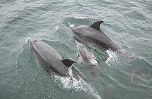 Myrtle Beach Sunset Dolphin Cruise Experience in Murrells Inlet