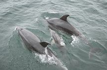 Myrtle Beach Dolphin Cruise Murrells Inlet