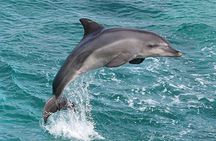 Myrtle Beach Sunset Dolphin Cruise Experience in Murrells Inlet