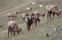 Moraine Lake & Lake Louise Sunset & Wildlife Adventure