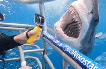 Shark Cage Diving with transport from Cape Town