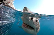 Shark Cage Diving with transport from Cape Town