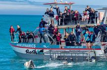 Shark Cage Diving with transport from Cape Town