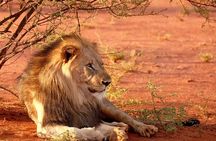 4 Days Serengeti and Ngorongoro Joining Group Mid-range Safari