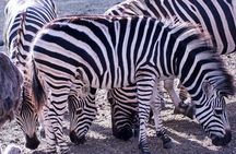 4 Days Serengeti and Ngorongoro Joining Group Mid-range Safari