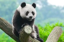 Dujiangyan/Wolong Panda Sanctuary day tour option panda keeper