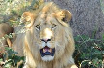 4 Days Tanzania Private Mid-range Safari Tour 