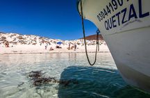 Whale sharks and sea lions snorkeling plus Balandra beach lunch