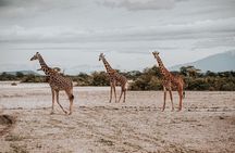 Walking Day Tour to Safari in Arusha National Park 