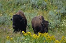 Yellowstone National Park - Private Lower Loop Adventure