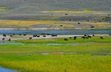 Yellowstone National Park - Private Lower Loop Adventure