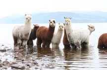 Loch Ness with Castles, Beaches, Mountains and MONSTERS 