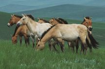 Private Full Day Tour in Khustain Nuruu National Park