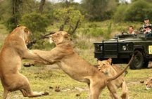 Half Day Safari - Tala Game Reserve and Natal Lion Park fr Durban