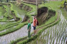 Bali Private Driver and Car for Customize Tours
