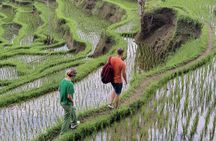 Bali Private Driver and Car for Customize Tours