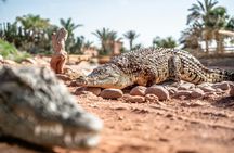 From Marrakech Full-Day Tour to Agadir
