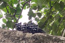 Hike Adventure in Cahuita National Park 
