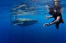 Muscat Snorkeling Trip to Daymaniyat Islands with BBQ lunch