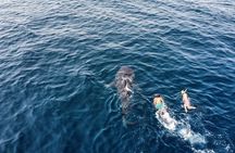 Muscat Snorkeling Trip to Daymaniyat Islands with BBQ lunch
