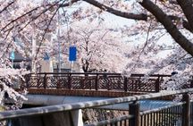 Private & Unique Nagoya Cherry Blossom Sakura Experience