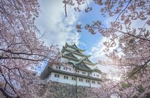 Private & Unique Nagoya Cherry Blossom Sakura Experience