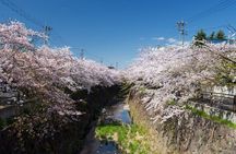 Private & Unique Nagoya Cherry Blossom Sakura Experience