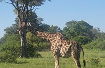 Full Day Chobe National Park and River Experience
