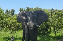 Full Day Chobe National Park and River Experience