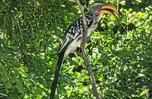 Full Day Chobe National Park and River Experience