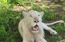 Full Day Chobe National Park and River Experience