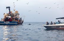Private Sunrise Dolphins & Fishermen at Work boat tour in Rovinj