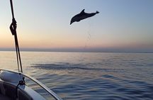 Private Sunrise Dolphins & Fishermen at Work boat tour in Rovinj