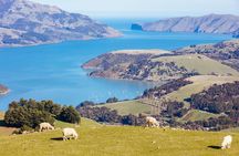 Lyttelton Shore Excursion- Small Group Tour of Akaroa & Peninsula