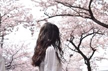 2025 Cherry Blossom East Day Tour in Jeju with UNESCO