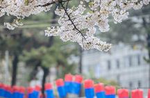 2025 Cherry Blossom East Day Tour in Jeju with UNESCO