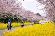 2025 Cherry Blossom East Day Tour in Jeju with UNESCO