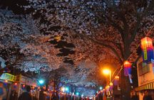 2025 Cherry Blossom East Day Tour in Jeju with UNESCO