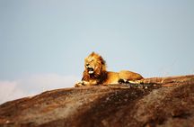 4 Days Tanzania Private Mid-range Safari Tour 