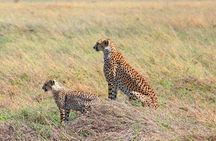 Affordable 4 Days Tanzania Private Mid-range Lodge Safari Tour