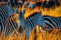 4 Days Tanzania Private Mid-range Safari Tour 