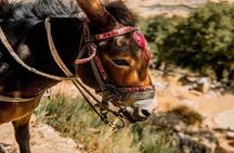 Full-Day/Half-Day Tour : Lasithi Plateau & Knossos Palace