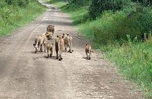 Masai Mara 3 Days Tour