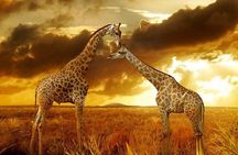 Masai Mara 3 Days Tour